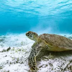 Tortuga marina en el fondo del mar