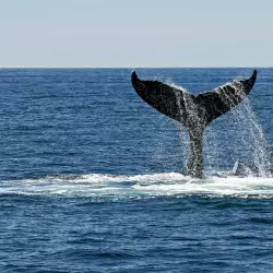 Community Service of Tecnológico de Monterrey works to save whales in Guerrero