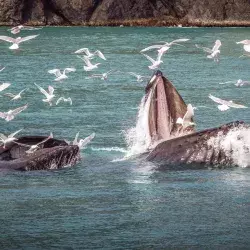 El proyecto Blue Bond está inspirado en la forma de cazar de las ballenas.