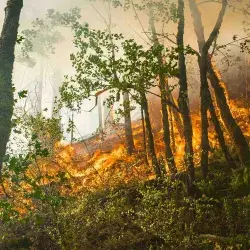 Incendios forestales: cómo evitarlos, cuál es su impacto y cómo actuar