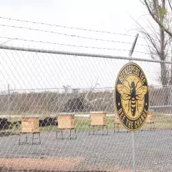 Tec campus Querétaro inaugura Beekeepers Tec, un apiario estudiantil donde se trabajan con abejas mieleras.