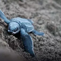 Cría de tortuga marina en playa