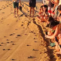 Campamento tortuguero para participantes de grupo estudiantil Manos Verdes, del Tec Guadalajara.