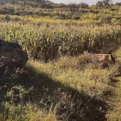 Memoria y resistencia en Xochimilco: egresada Tec CCM crea documental