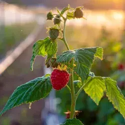 Estudiantes del Tec Guadalajara predicen con IA uso agropecuario de agua.