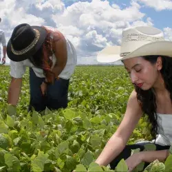Integrantes del equipo PHASEOS realizan jornada de investigación en campos de frijol de Chihuahua para desarrollar su producto antifúngico