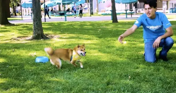 Dogsi, tu perro como en casa | Tecnológico de Monterrey