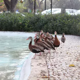 Pijijis a la orilla del lago