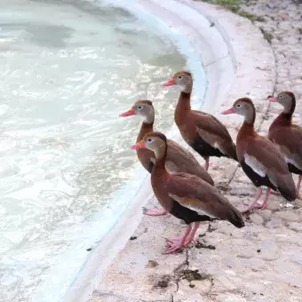 Pijijis a la orilla del lago