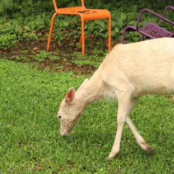 Venado comiendo césped