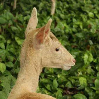 Venado 