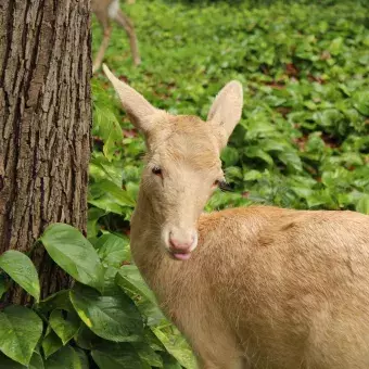 Venado