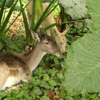 Venado en el pasto