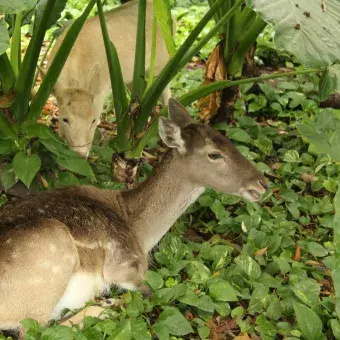 Venado en el pasto