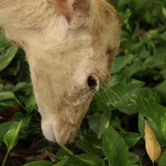 Venados comiendo pasto