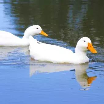 Patos en el Jagüey