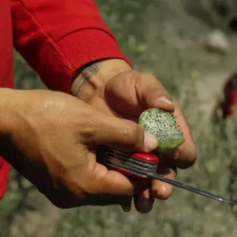 Coba, fruto de los órganos de El Alberto