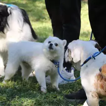 En el Jardín de las Carreras del campus Monterrey fue donde convivieron los perritos.