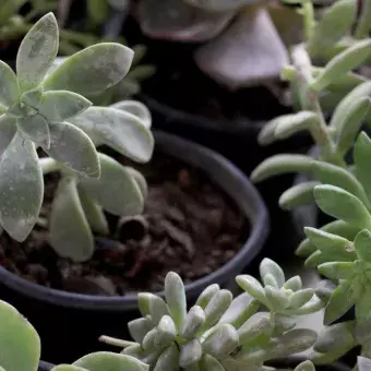 Suculentas, menta, entre otras plantas, son brindadas a estudiantes, profesores y colaboradores del Tec.