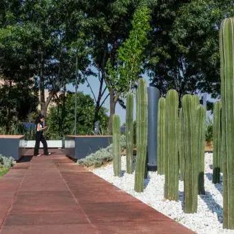 Al aire libre: alumnos tec estrenan espacio de convivencia en Tec CSF