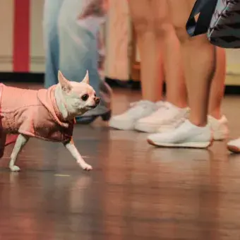 Estudiantes Tec presentan "Legalmente Rubia" en el CENART