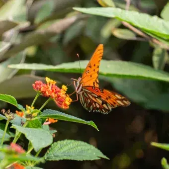 Proliferan árboles como los encinos, pino siempre verde y los sabinos.