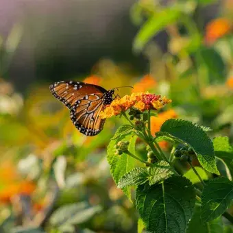 La migración de la mariposa monarca sucede anualmente.